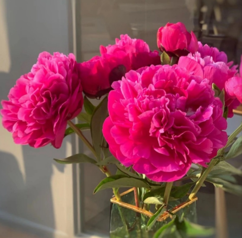 菏泽芍药鲜切花，各品种芍药苗