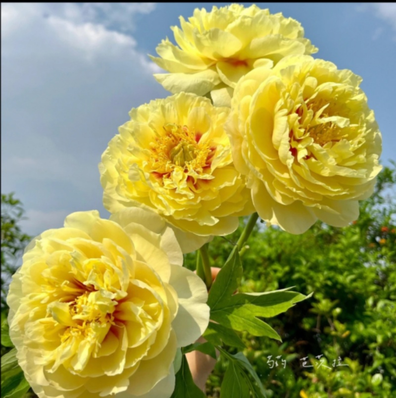 菏泽芍药鲜切花，各品种芍药苗