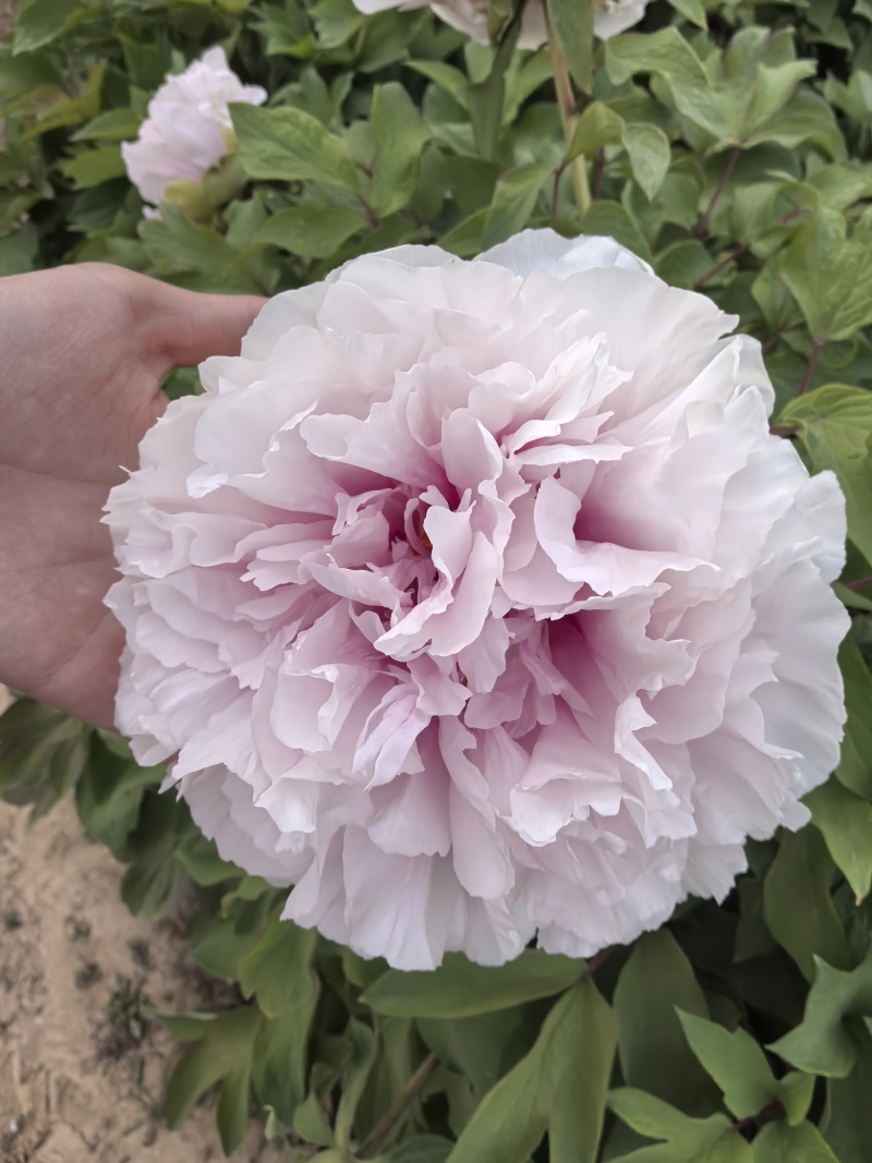 菏泽芍药鲜切花，各品种芍药苗