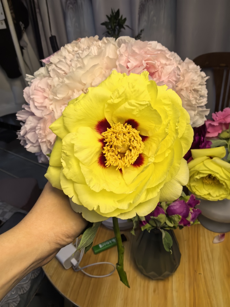 菏泽芍药鲜切花，各品种芍药苗