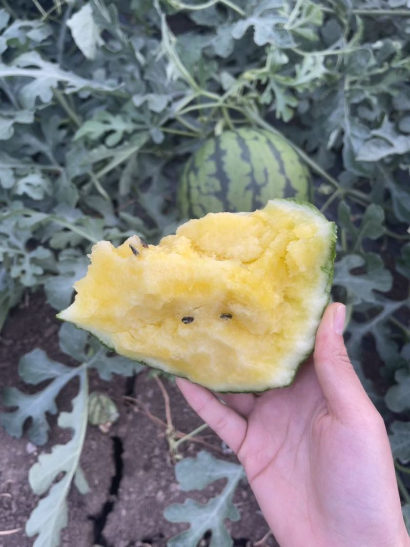 江苏产地（黄心特小凤）大量上市中脆甜可口欢迎订购！