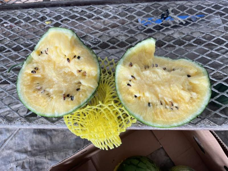 江苏产地（黄心特小凤）大量上市中脆甜可口欢迎订购！