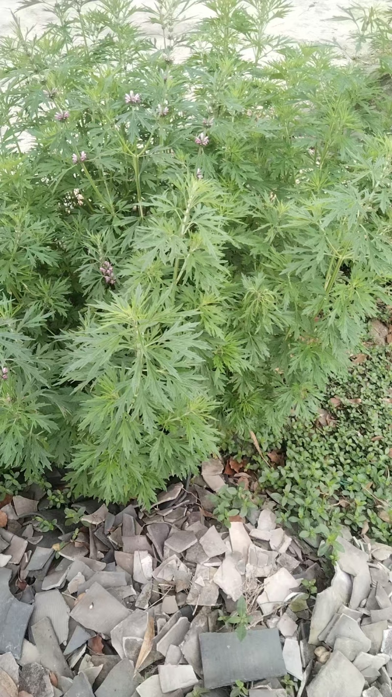 益母草