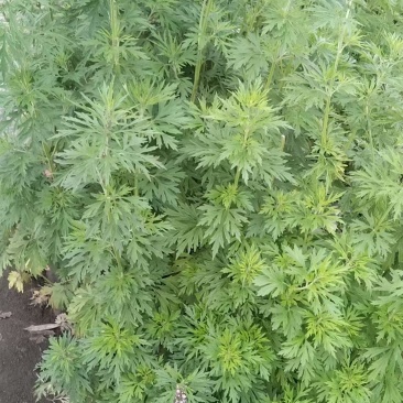 益母草