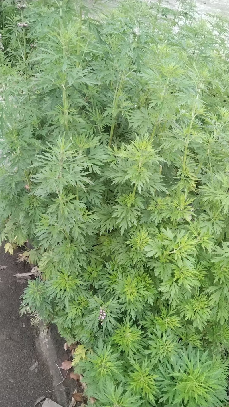 益母草