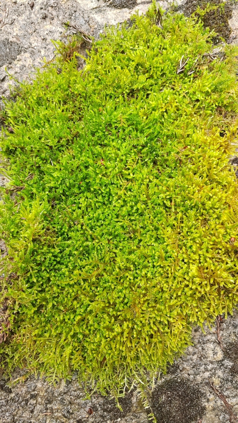 野小灰