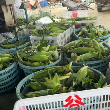 玉米