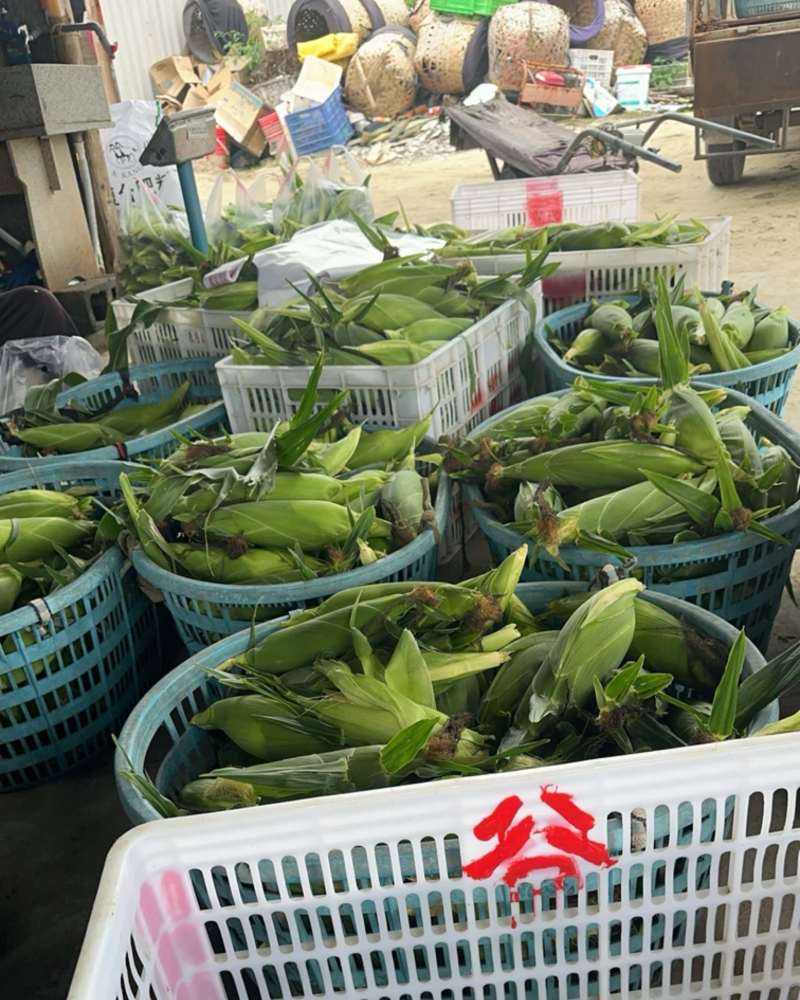 玉米
