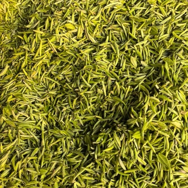 信阳毛尖大山茶