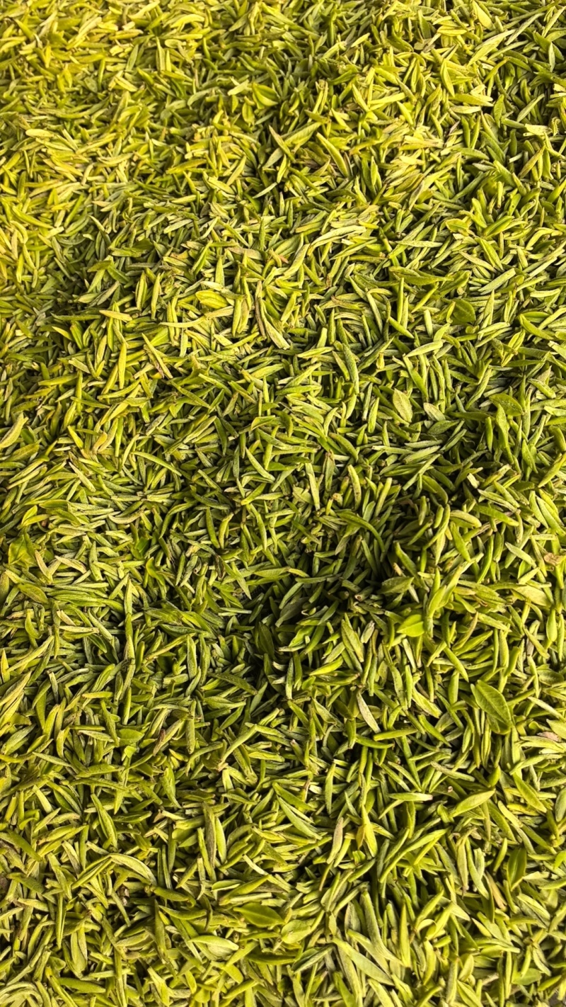 信阳毛尖大山茶