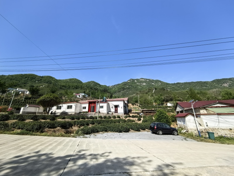 信阳毛尖大山茶