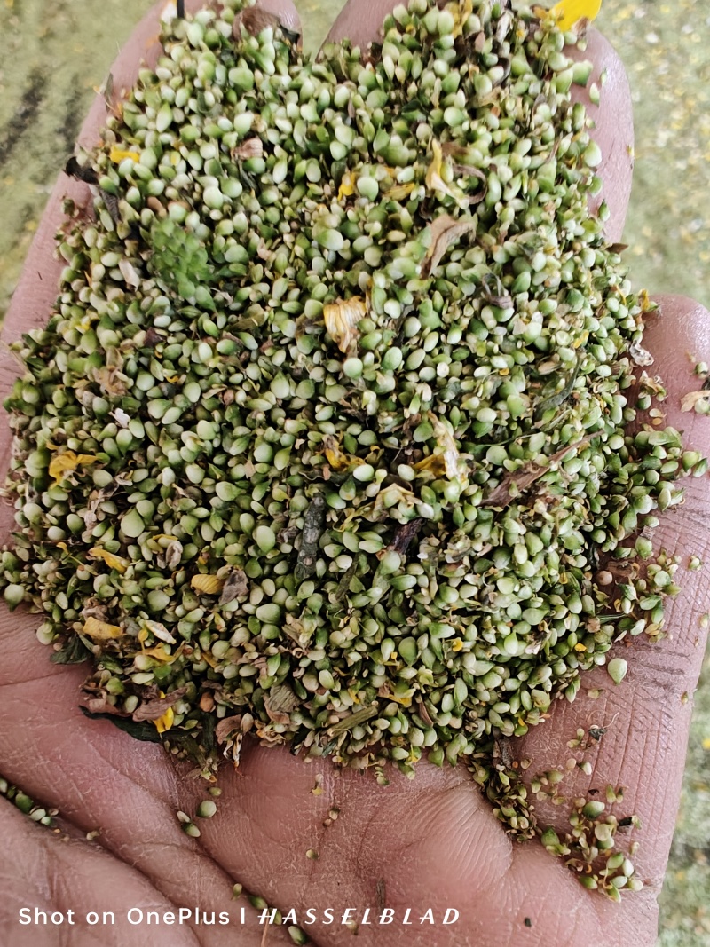 猫爪草种子大量出售可现场收购产地供货，需要的老板联系