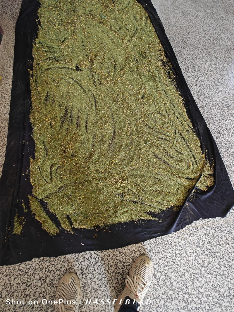 猫爪草种子大量出售可现场收购产地供货，需要的老板联系