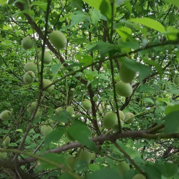 青梅