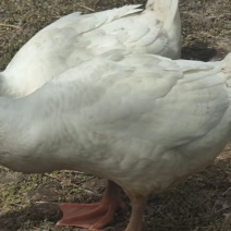 鹅