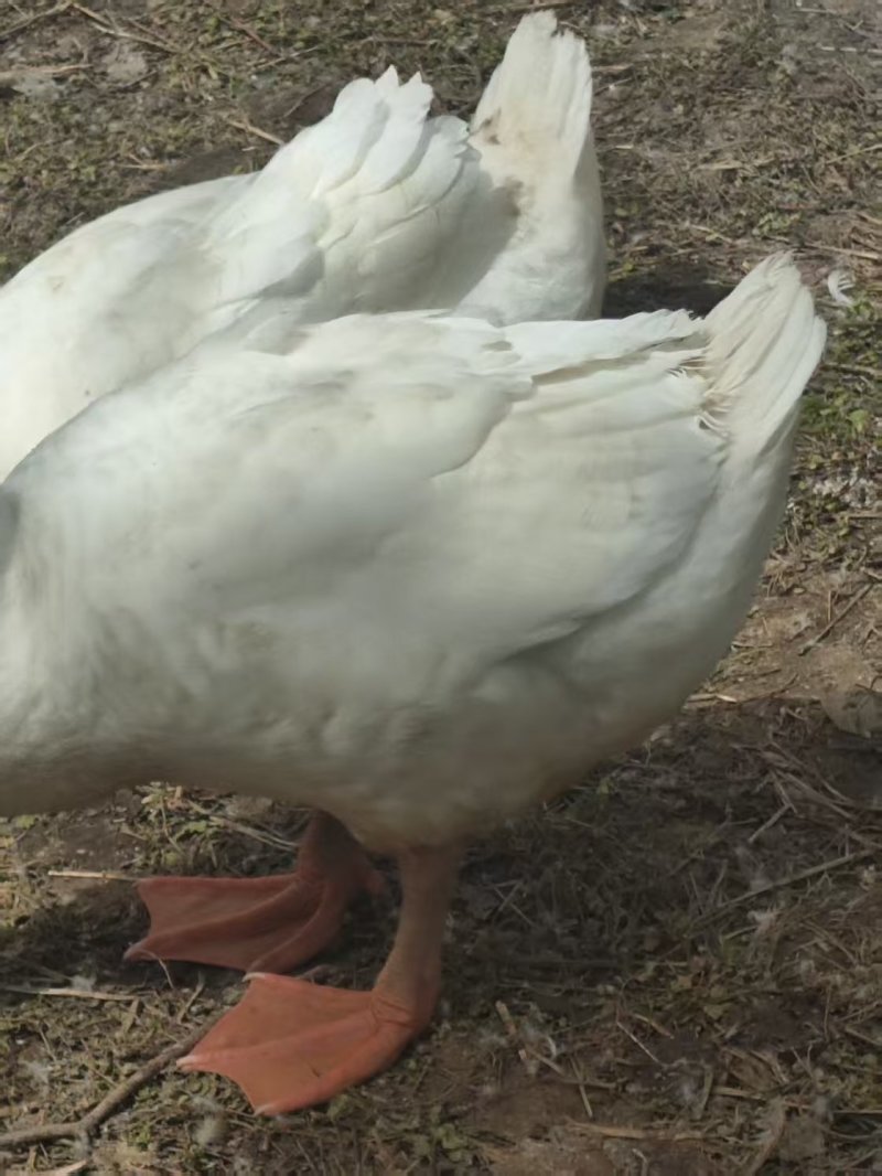 鹅