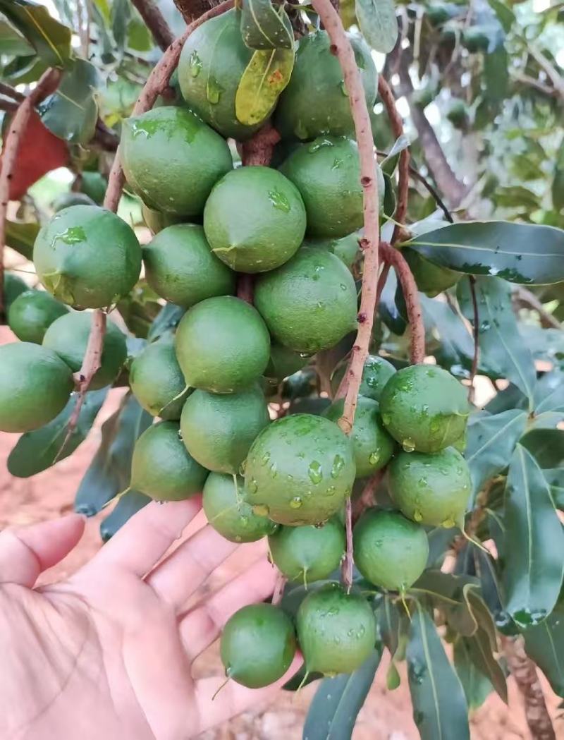 云南夏威夷果种植基地量大澳洲坚果原种夏威夷果正品货源稳定