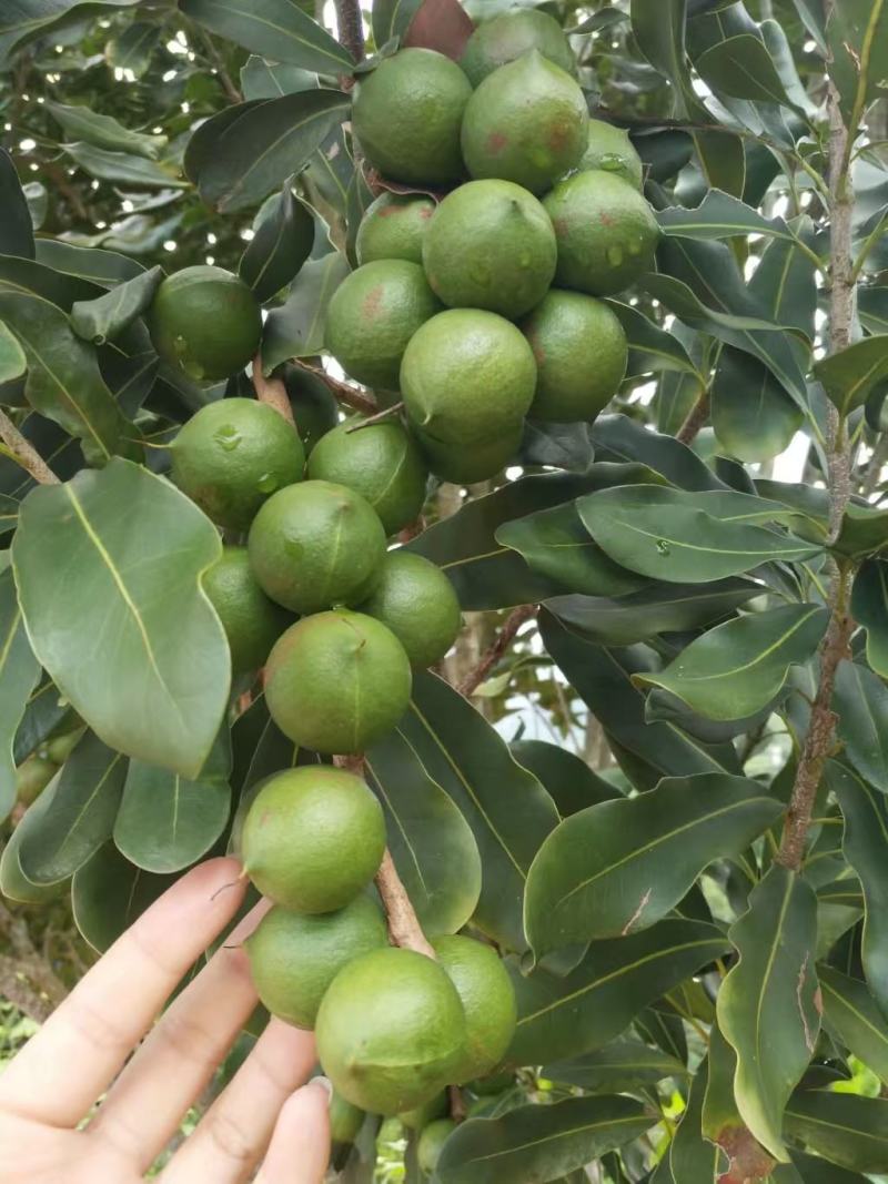 云南夏威夷果种植基地量大澳洲坚果原种夏威夷果正品货源稳定