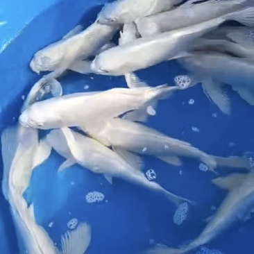 水产品
