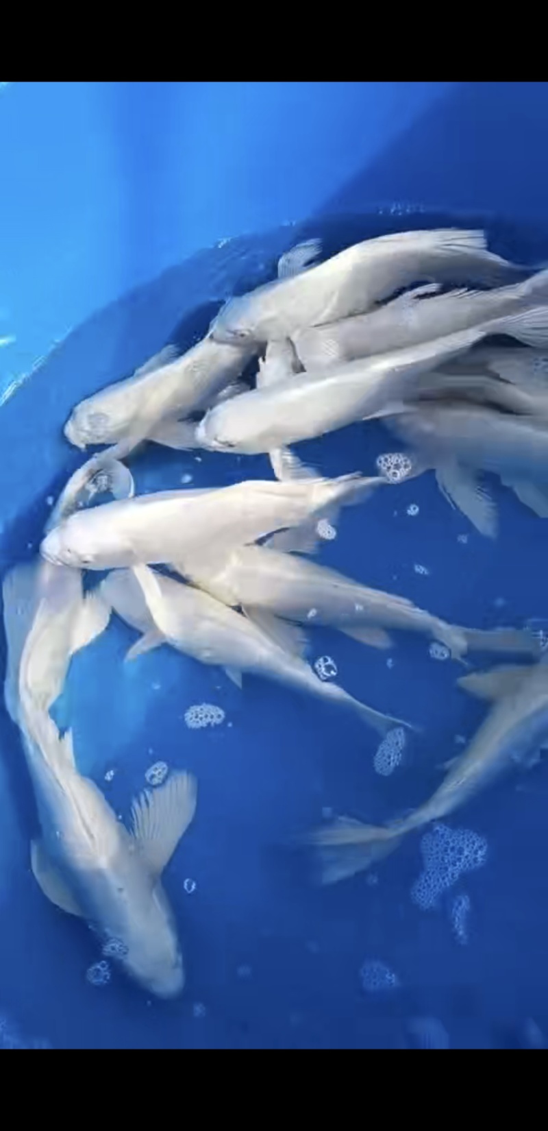 水产品