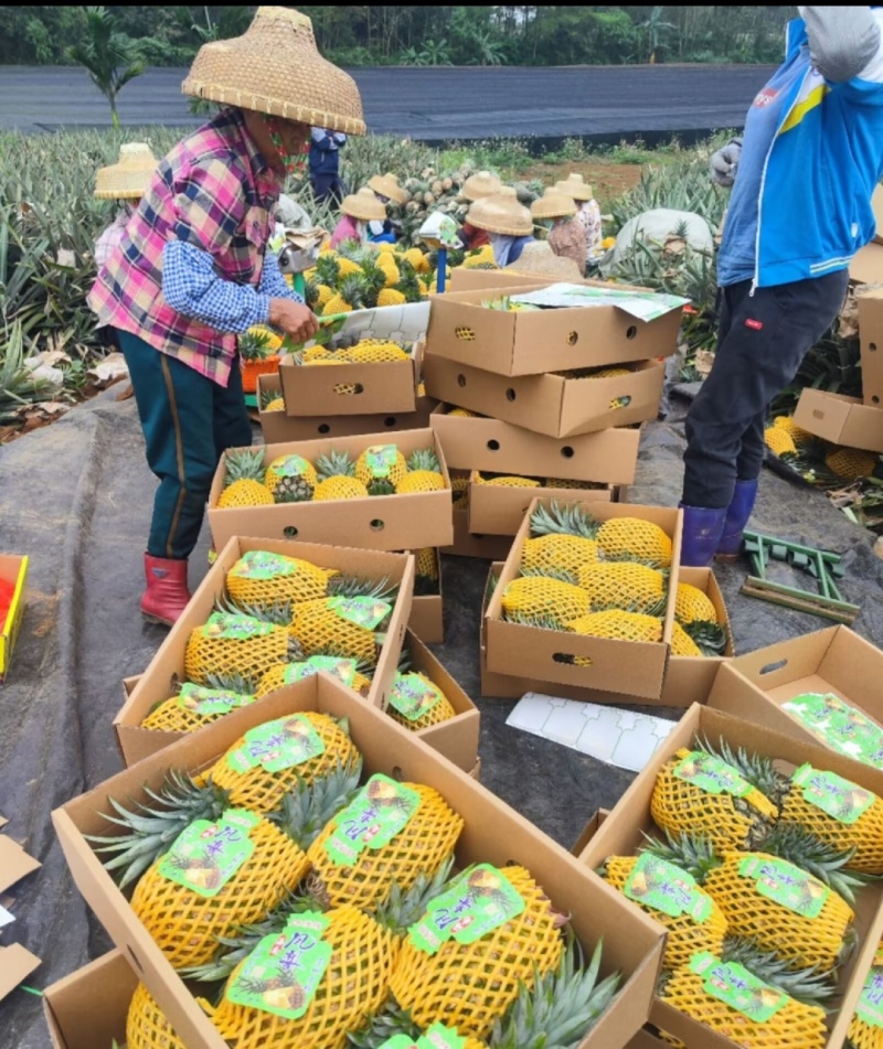 海南金钻凤梨专业对接市场超市各大电商平台。
