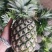 海南金钻凤梨专业对接市场超市各大电商平台。