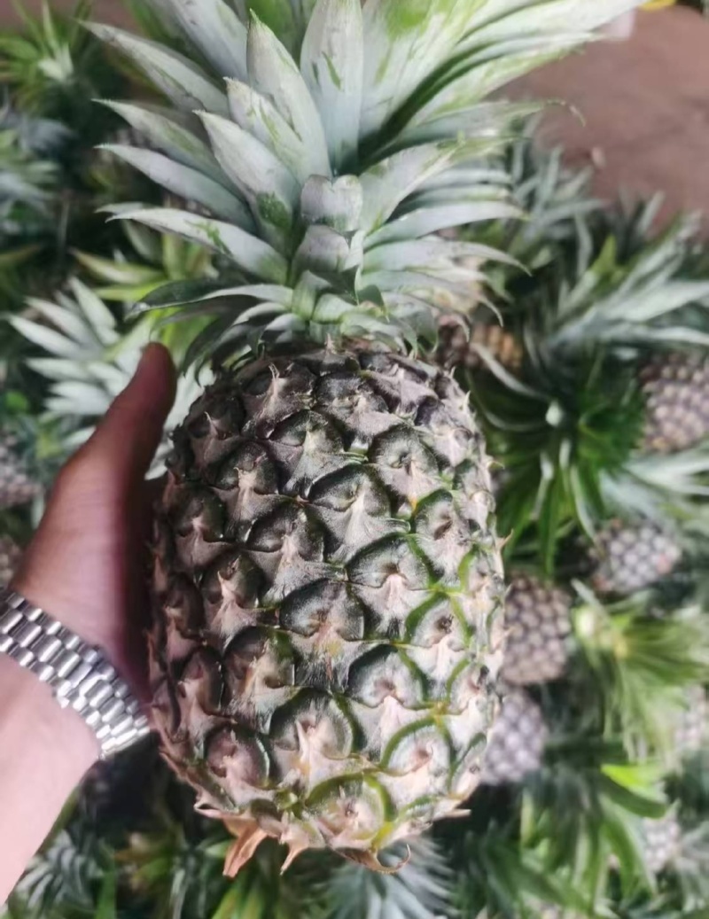 海南金钻凤梨专业对接市场超市各大电商平台。