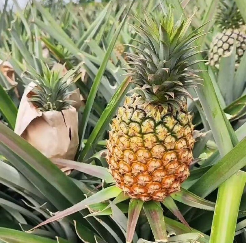 海南金钻凤梨专业对接市场超市各大电商平台。
