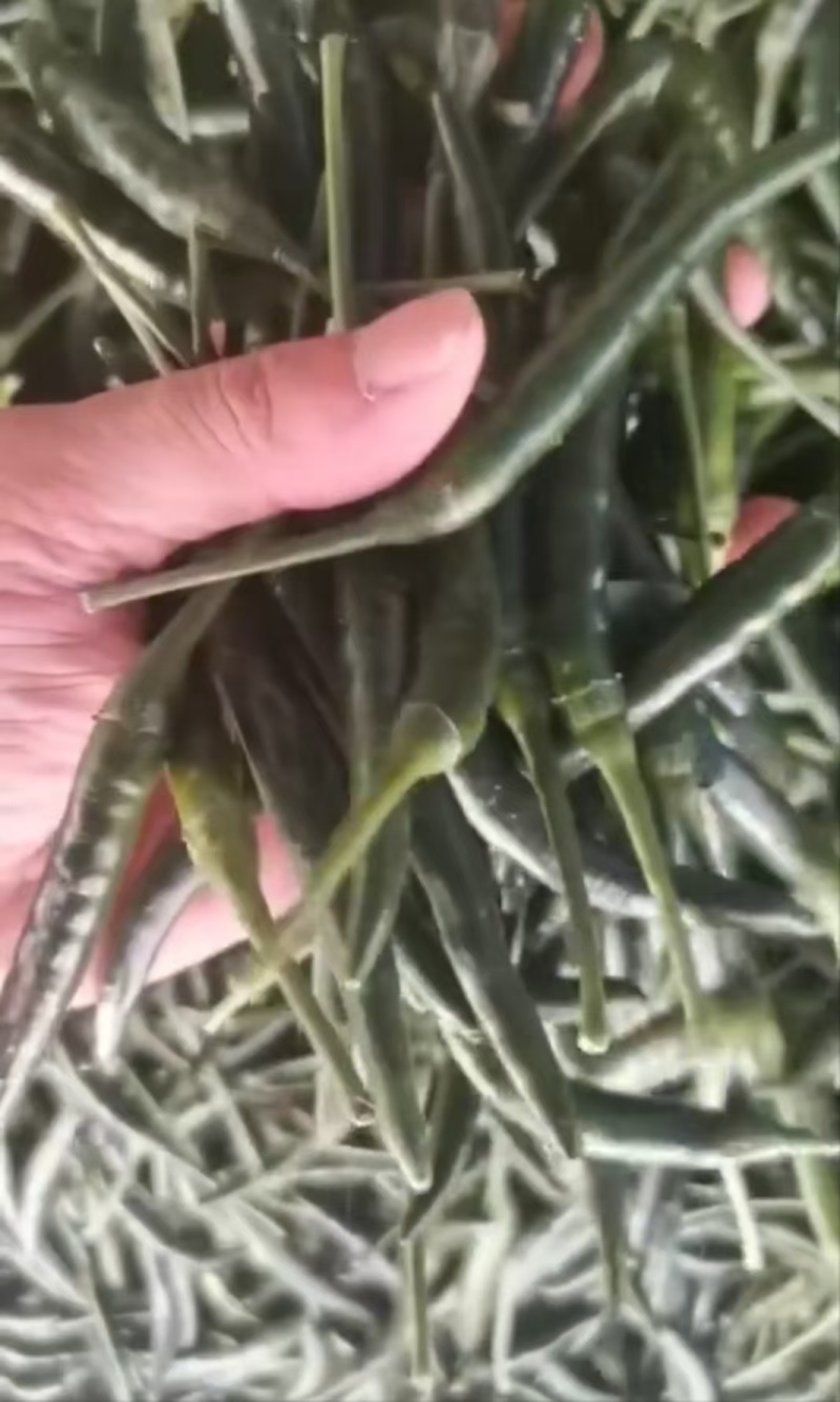 青小米