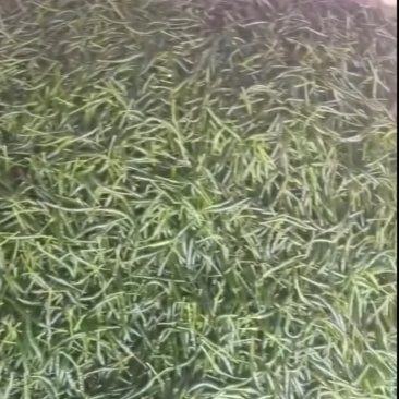 青小米