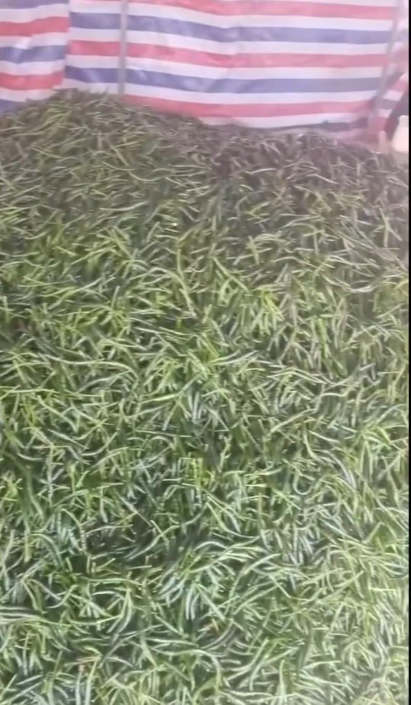 青小米