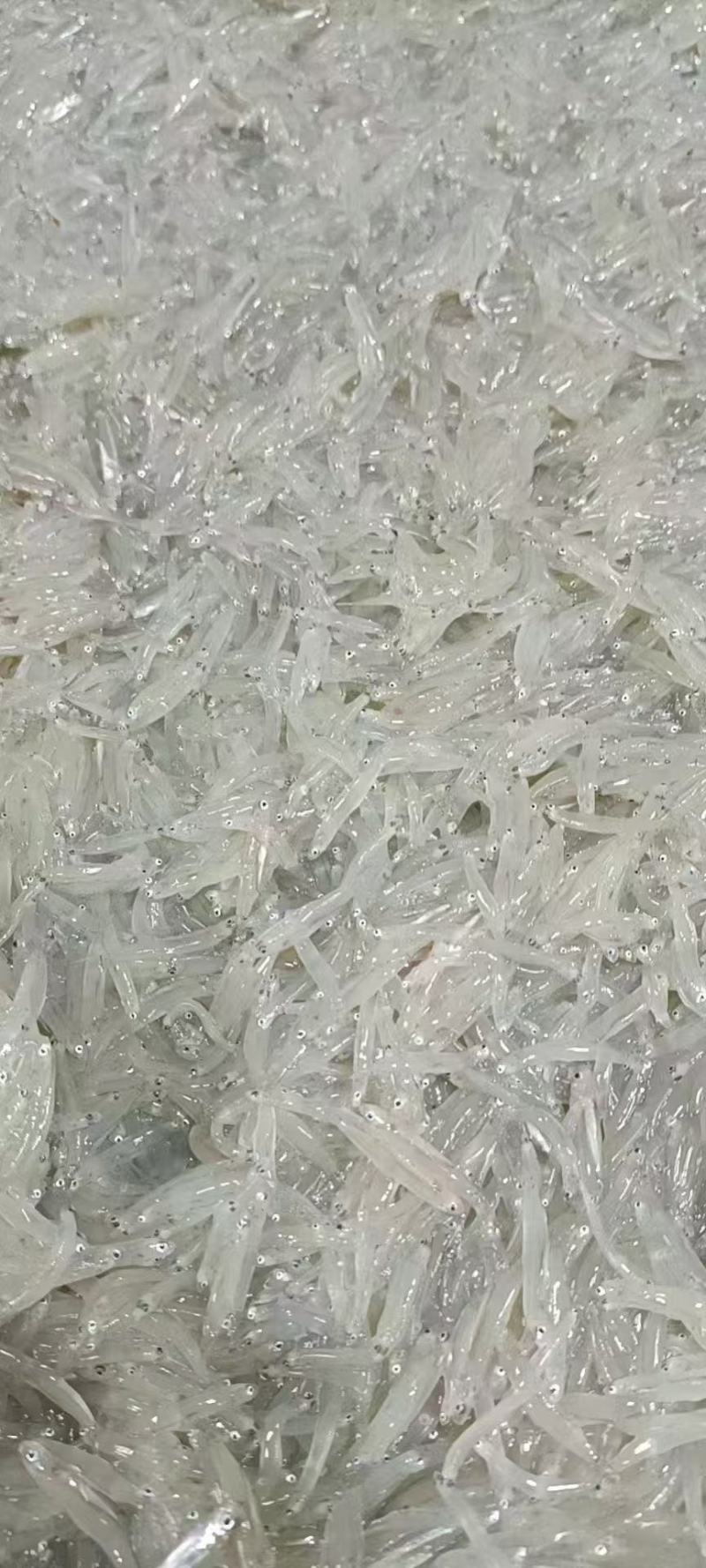 湛江熟的银鱼仔