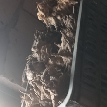 中药金刚藤，