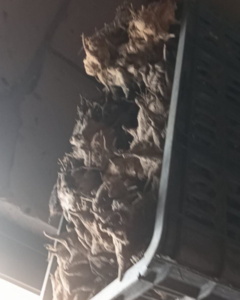 中药金刚藤，