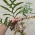 野生槲蕨