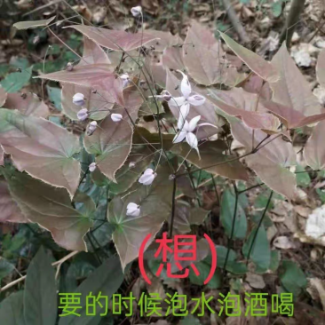 淫羊藿种苗