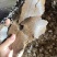 花生饼肥