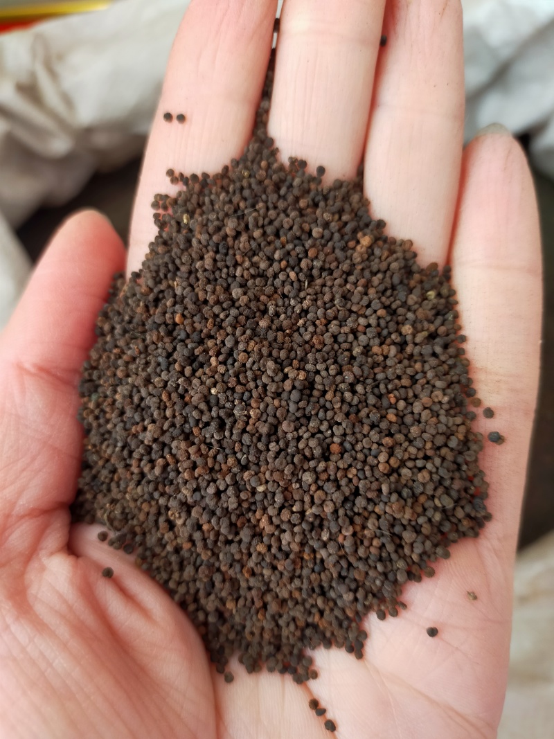 白花菜籽长期批发零售。