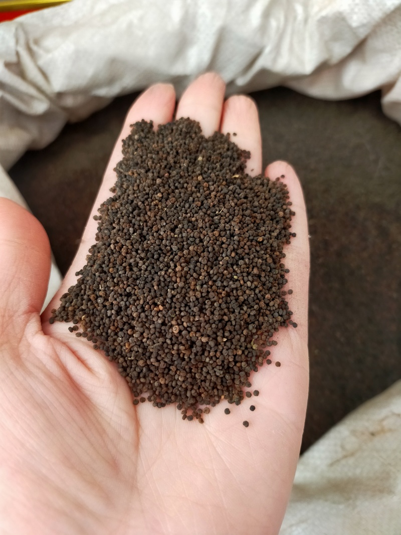 白花菜籽长期批发零售。