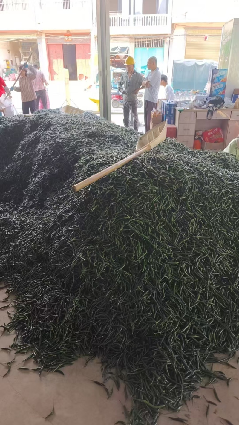 小米辣椒