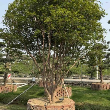 沙巴嘉宝果