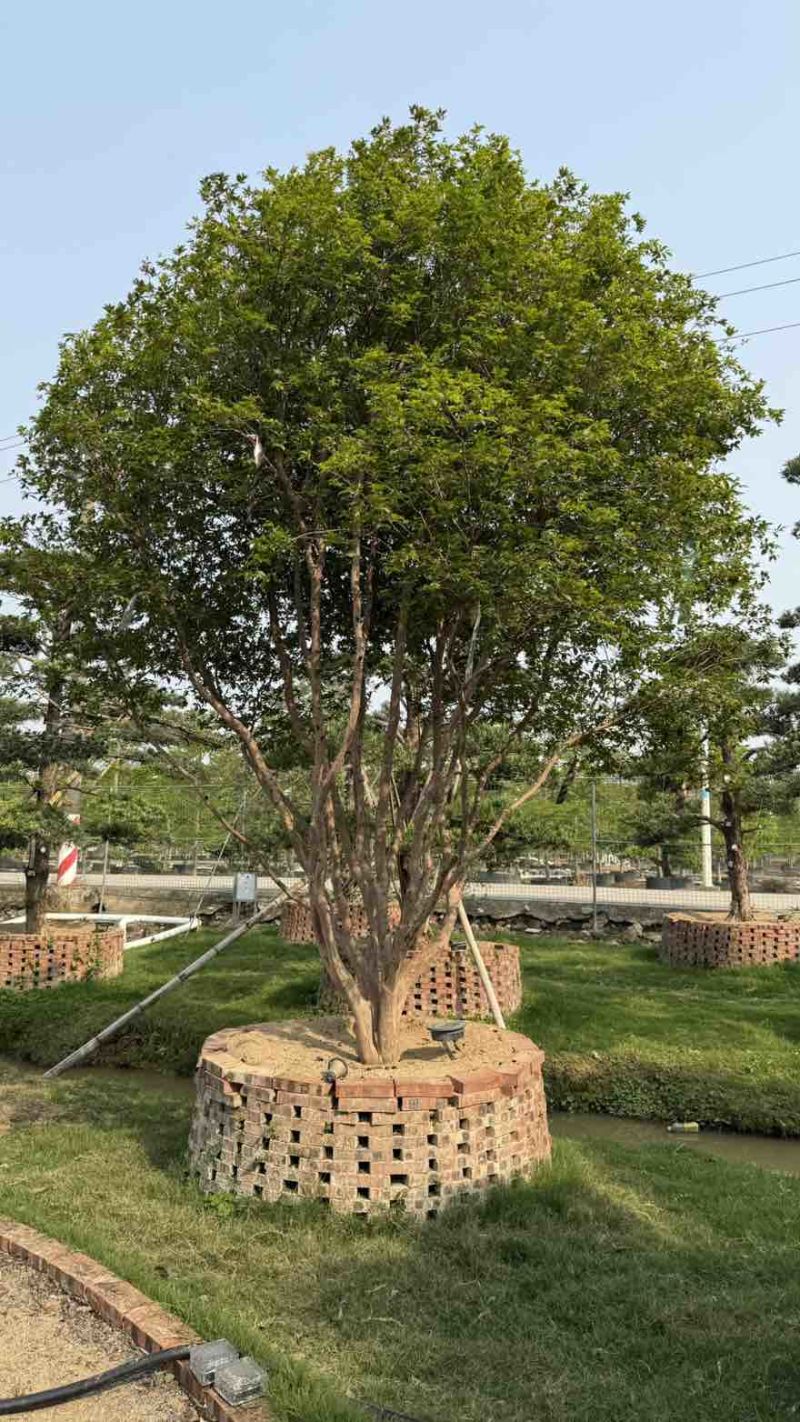 沙巴嘉宝果