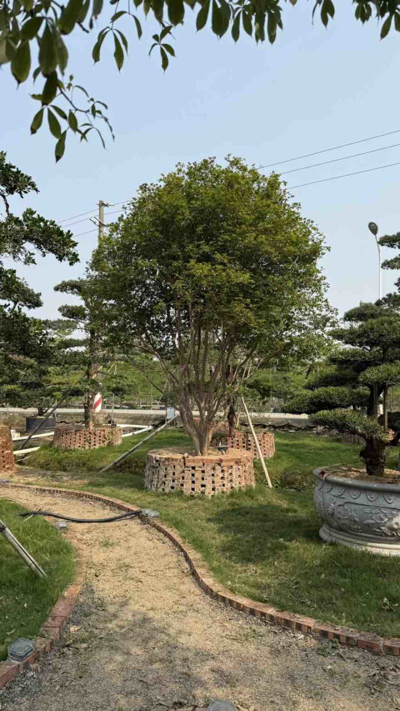 沙巴嘉宝果