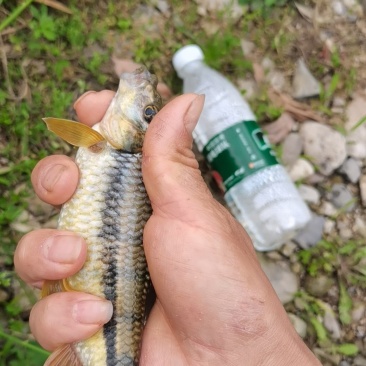 溪流石斑鱼