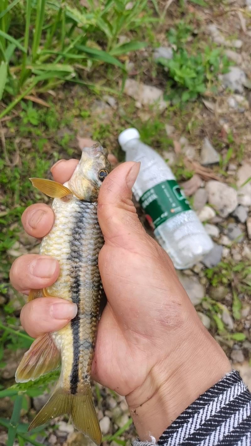 溪流石斑鱼