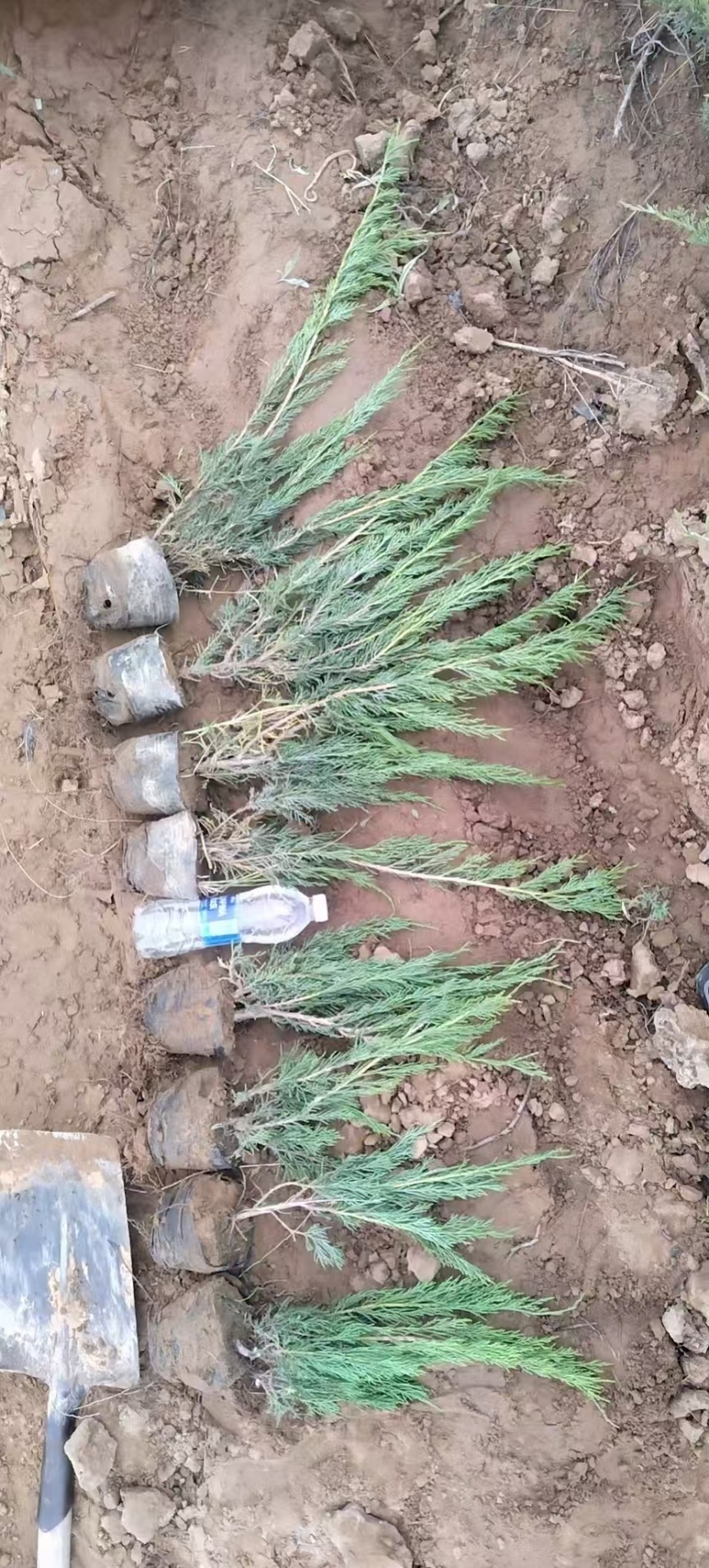 沙地柏