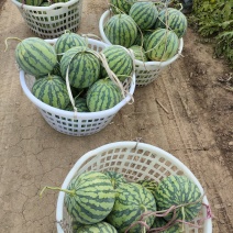 美都大棚西瓜