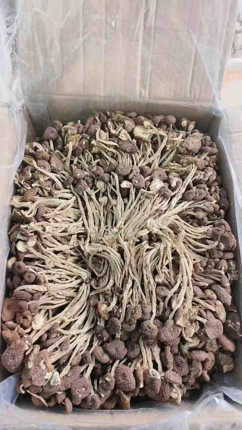 茶树菇，一件十斤，纯干货，捆扎、黑茶、散装的都有货，现货供应