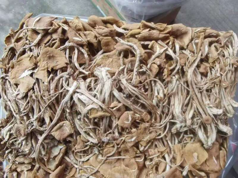茶树菇，一件十斤，纯干货，捆扎、黑茶、散装的都有货，现货供应