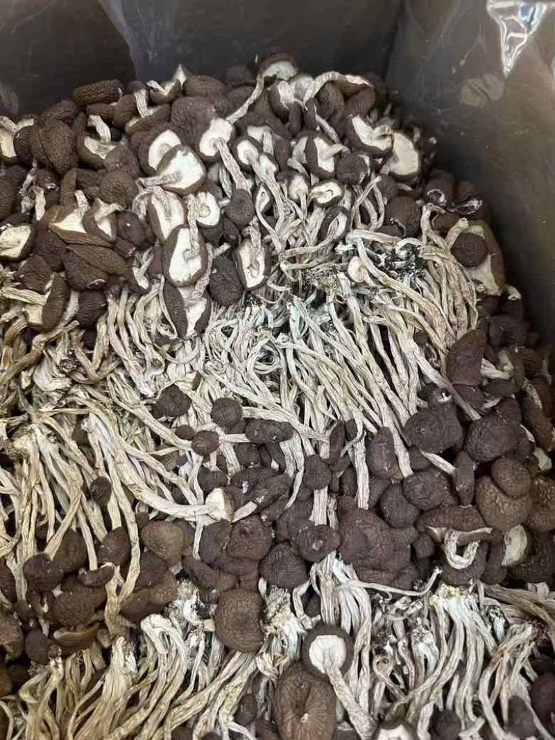 茶树菇，一件十斤，纯干货，捆扎、黑茶、散装的都有货，现货供应